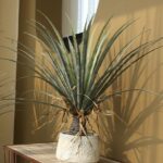 Cây máu rồng giả, cây cảnh giả, cây giả decor, cây giả