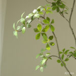 Cây Sơn Chi giả, cây cảnh giả, cây giả