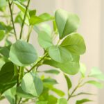 Cây thiên trúc giả, cây cảnh giả, cây giả decor, cây giả