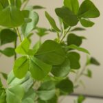 Cây thiên trúc giả, cây cảnh giả, cây giả decor, cây giả