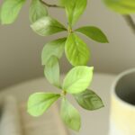 Cây Sơn Chi giả, cây cảnh giả, cây giả