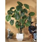 Cây trầu bà Nam Mỹ