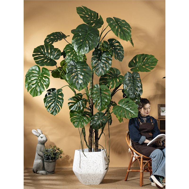 Cây trầu bà Nam Mỹ Cây trầu bà Nam Mỹ