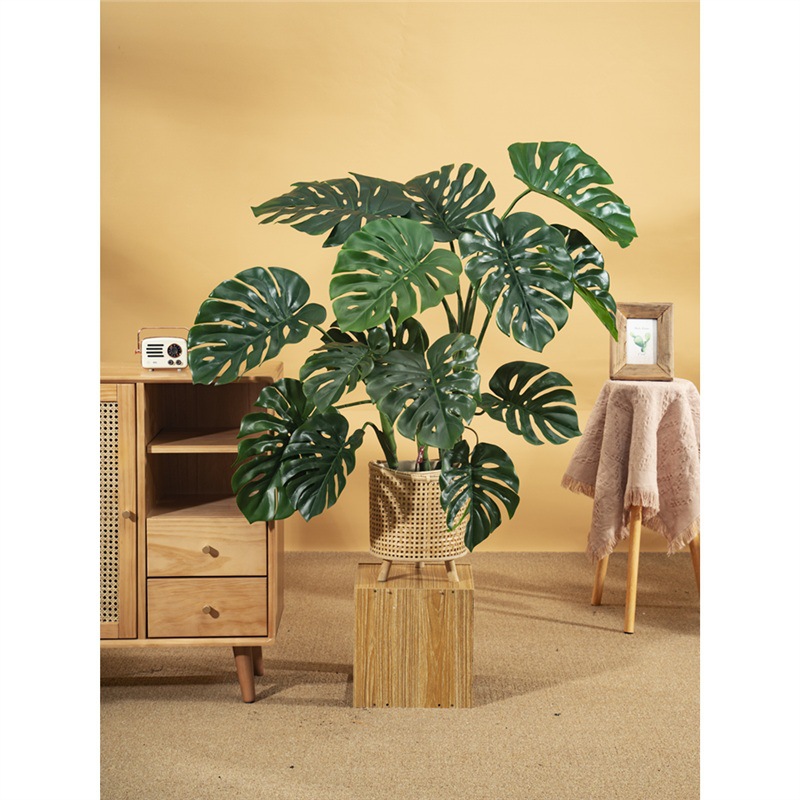 Cây trầu bà Nam Mỹ