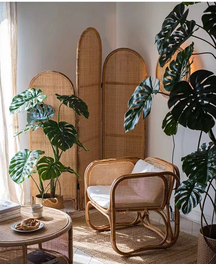 Cây trầu bà Nam Mỹ