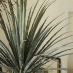 Cây máu rồng giả, cây cảnh giả, cây giả decor, cây giả