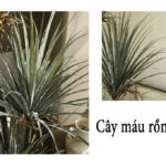 Cây máu rồng giả, cây cảnh giả, cây giả decor, cây giả