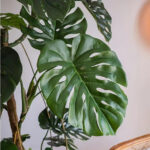 Cây trầu bà giả, cây cảnh giả, cây giả decor, cây giả