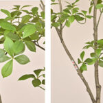 Cây Sơn Chi giả, cây cảnh giả, cây giả