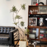 Cây hoàng liên giả, cây cảnh giả, cây giả decor, cây giả