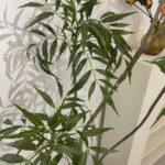 Cây hoàng liên giả, cây cảnh giả, cây giả decor, cây giả