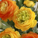 Hoa mao lương giả, hoa decor trang trí nhà cửa, hoa giả