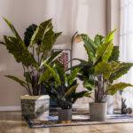 Cây hiên niên kiện giả, cây cảnh giả, cây giả decor, cây giả