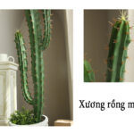 Cây xương rồng giả, cây cảnh giả, cây giả decor, cây giả