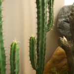 Cây xương rồng giả, cây cảnh giả, cây giả decor, cây giả