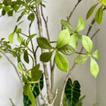 Tiểu cảnh giả, cây sơn chi 1m8, cây giả