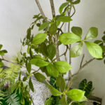 Tiểu cảnh cây giả, cây giả, cây cảnh giả đẹp