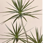 thiên niên kỷ sa mạc giả, cành cây giả, cành giả, cây giả