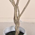 thiên niên kỷ sa mạc giả, cành cây giả, cành giả, cây giả