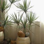 cây huyết giác giả, cành cây giả, cành giả, cây giả