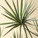 cây huyết giác giả, cành cây giả, cành giả, cây giả