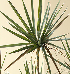 cây huyết giác giả, cành cây giả, cành giả, cây giả