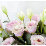 Hoa lan tường giả - hoa cát tường giả trang trí nhà cửa