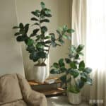 Cây đa giả, cây cảnh giả trang trí nhà cửa