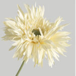 Hoa đồng tiền giả trang trí nhà cửa