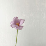 Hoa tuylip giả trang trí nhà cửa