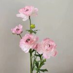 Hoa mao lương giả trang trí nhà cửa