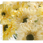 Hoa đồng tiền giả trang trí nhà cửa