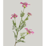 Hoa ren nữ hoàng giả trang trí nhà cửa