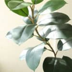 Cây đa giả, cây cảnh giả trang trí nhà cửa