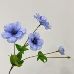 Hoa cánh bướm giả trang trí nhà cửa