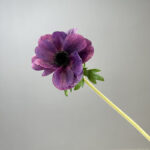 Hoa hải quỳ giả cao cấp