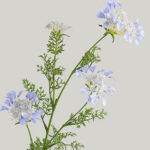 Hoa ren nữ hoàng giả trang trí nhà cửa