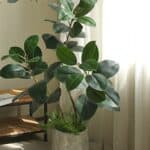 Cây đa giả, cây cảnh giả trang trí nhà cửa