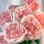 Hoa hồng giả, hoa giả, hoa giả trang trí nhà cửa