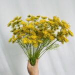 Hoa tiểu hồi hương giả trang trí nhà cửa