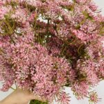 Hoa tiểu hồi hương giả trang trí nhà cửa