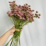 Hoa tiểu hồi hương giả trang trí nhà cửa