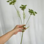 Hoa tiểu hồi hương giả trang trí nhà cửa