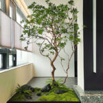 Thảm rêu trang trí cây và tiểu cảnh