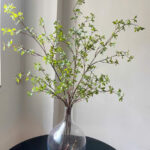 Cành thạch nam giả