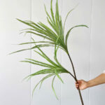 Cành máu rồng giả