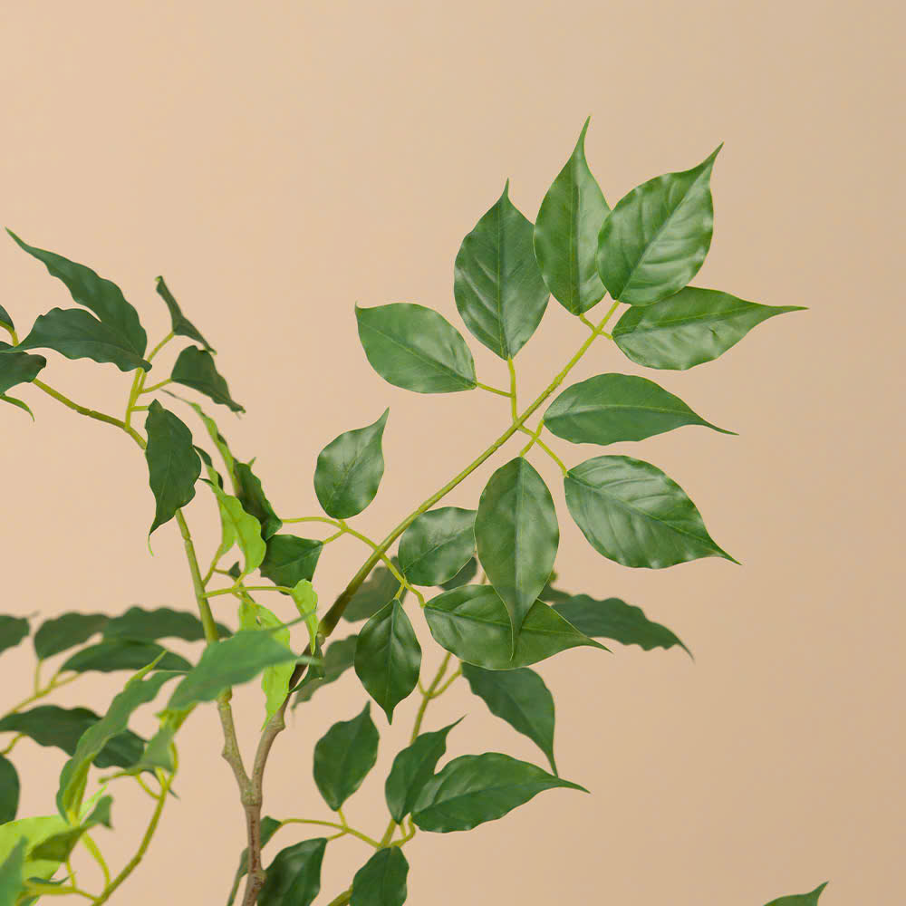 Cành hạnh phúc giả