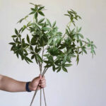 Cành kim ngân giả