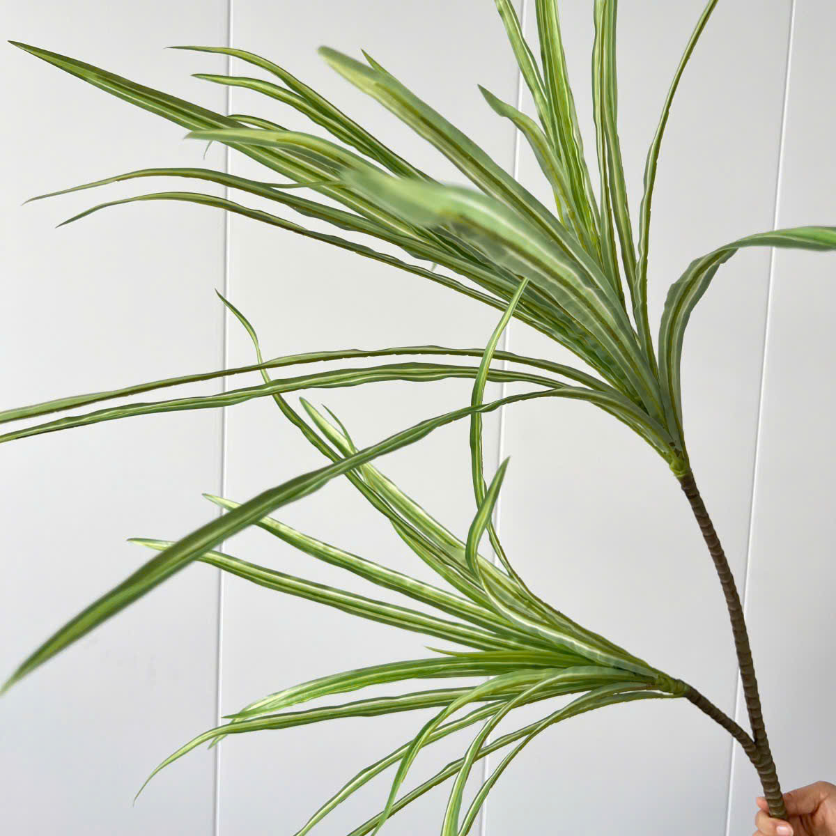 Cành máu rồng giả