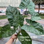 Cây giả nhỏ để bàn - trang trí tiểu cảnh